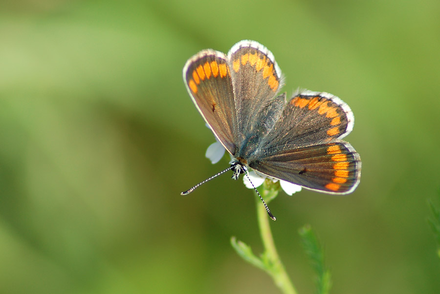 Aricia agestis